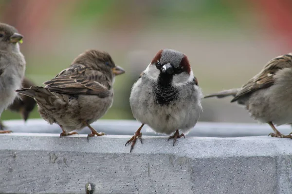 little bird Sparrow close-up. birds and animals in the wild