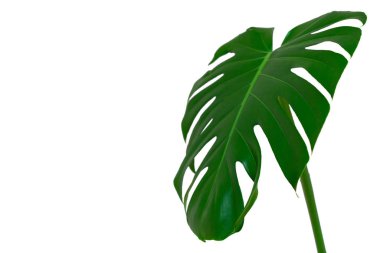 Monstera veya bölünmüş yaprak philodendron koyu yeşil yaprakları beyaz arka plan üzerinde izole tropikal yeşillik bitki
