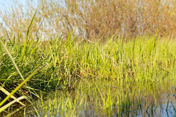 arka plan olarak suda yansıması ile yeşil kaynak otu