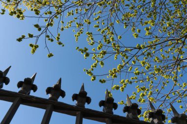 gökyüzü arka plan üzerinde yaprakları ile dökme demir çit ve ağaç dalları