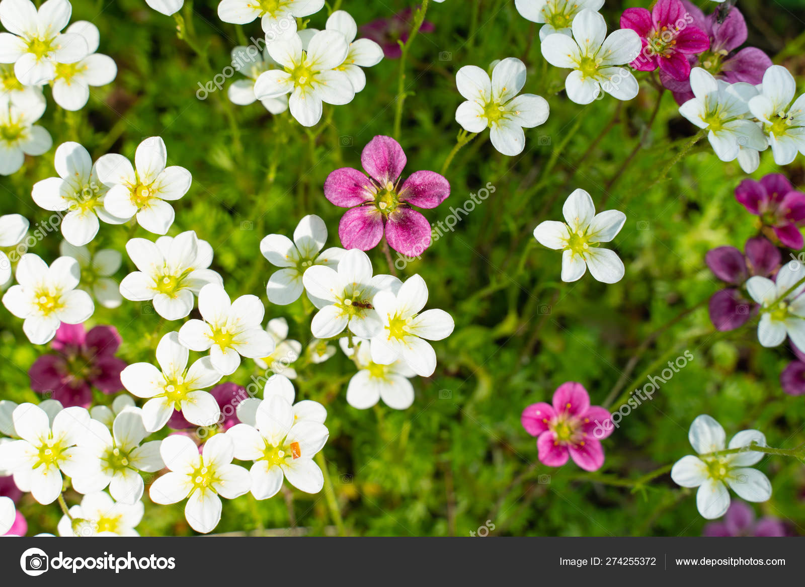 Lobularia Alyssum Flowers In The Flower Bed Decorative Plants Of The Botanical Garden Stock Photo C Vladimmir 274255372