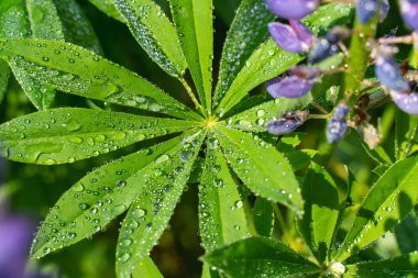 yeşil lupine su damlaları ile bırakır. güzel doğal arka plan