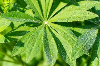 yeşil lupine su damlaları ile bırakır. güzel doğal arka plan