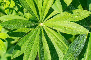 yeşil lupine su damlaları ile bırakır. güzel doğal arka plan