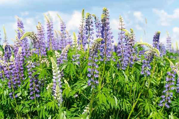 Lupine campo com flores roxas e azuis. Cambada de tremoços fundo da flor de verão. Lupino. . — Fotografia de Stock