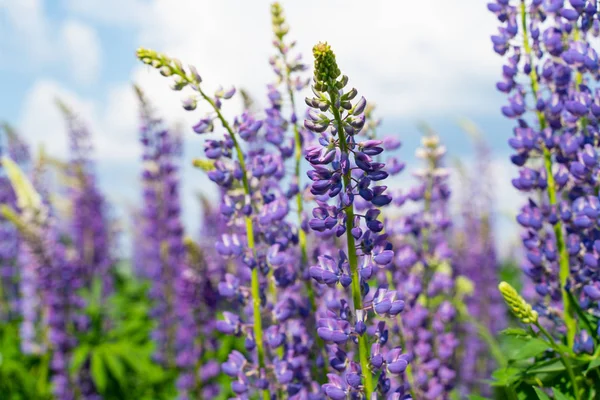 Campo lupino con flores púrpuras y azules. Ramo de altramuces fondo de flores de verano. Lupinus . — Foto de Stock