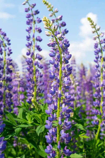 Lupine campo com flores roxas e azuis. Cambada de tremoços fundo da flor de verão. Lupino. . — Fotografia de Stock