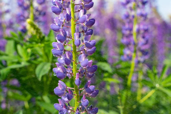 Piękne niebieskie kwitnące Lupine z kroplami wody lub deszczu — Zdjęcie stockowe