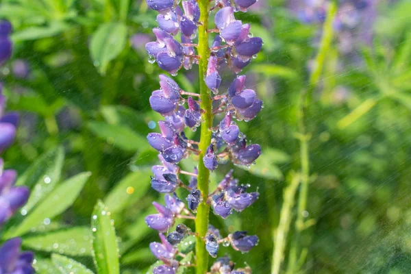 Bonito azul floração lupine com gotas de água ou chuva — Fotografia de Stock