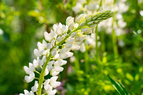 मधमाशात सुंदर पांढरा फुलांचा लुपिन जवळ-अप. सुंदर निसर्ग पार्श्वभूमी — स्टॉक फोटो, इमेज