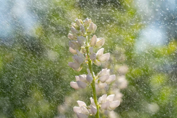 Bela flor branca Lupin no prado close-up. belo fundo natural — Fotografia de Stock