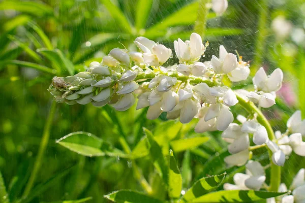 Bela flor branca Lupin no prado close-up. belo fundo natural — Fotografia de Stock