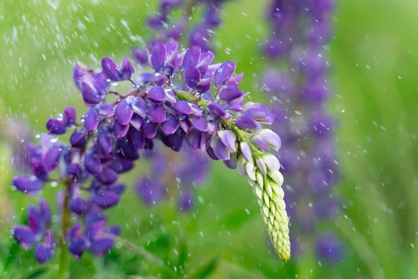Bonito azul floração lupine com gotas de água ou chuva — Fotografia de Stock