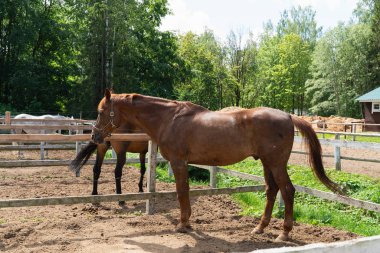 Kahverengi at yeşil ağaçların bir arka plan üzerinde çitle çevrili bir alanda yürüyüş