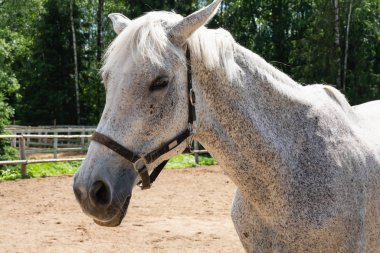 Doğada sahada yürüyen güzel beyaz-gri at