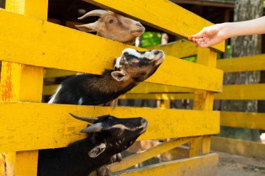 ellerinden havuç yiyen bir çiftlikte üç keçi