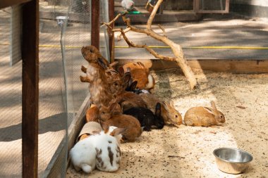 çiftlikteki kafeste siyah, kırmızı, beyaz tavşanlar. çiftlikte hayvanlar ve Evcil Hayvanlar.