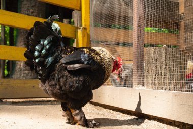 bir çiftlik yakın çekim üzerinde kırmızı bir ibik ile parlak bir horoz portresi