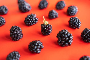 kırmızı arka plan üst görünümünde olgun taze böğürtlen. web sitesi için şablon.