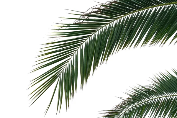 Ramos de palma com folhas verdes no fundo branco isolado — Fotografia de Stock