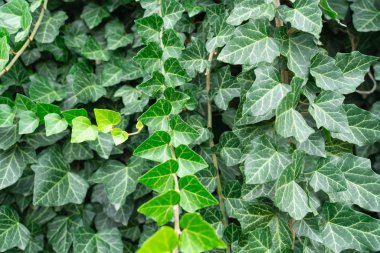 sarmaşık Hedera helis yeşil sürünen bitki arka plan olarak yakın