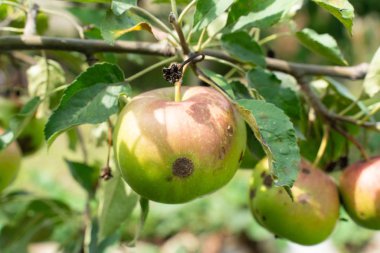 Bahçegüzel doğal arka plan bir şube üzerinde yeşil elma yakın çekim