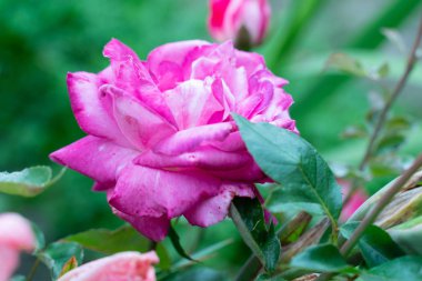 metin için kopya alanı ile doğal yeşil arka plan üzerinde pembe gül goncası