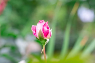 Metin için kopya alanı ile doğal yeşil arka plan üzerinde kırmızı gül goncası