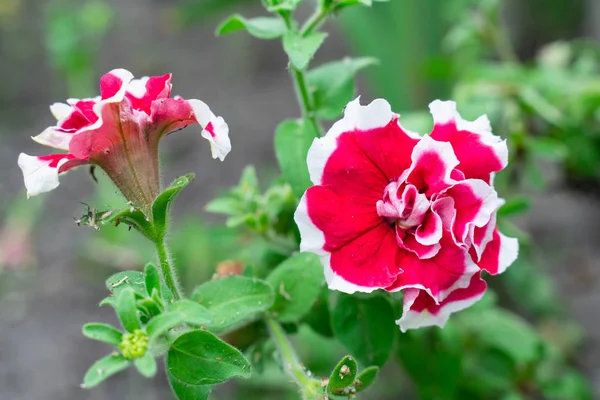 Röd Petunia sammet blomma på en buske i trädgården närbild — Stockfoto