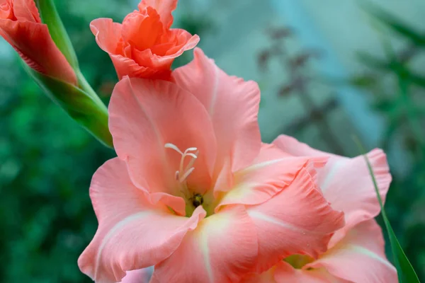 Gladiolus rózsaszín finom virágok lágy fókusz közelről — Stock Fotó