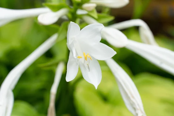 Botões de flor branca Hosta em flor em um ramo close-up . — Fotografia de Stock