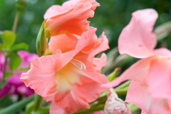 Gladiolus Pink ömtåliga blommor med mjukt fokus närbild — Stockfoto