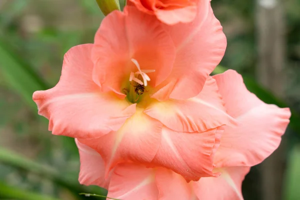 Gladiolus pink delicate flowers with soft focus close-up — Stock Photo, Image