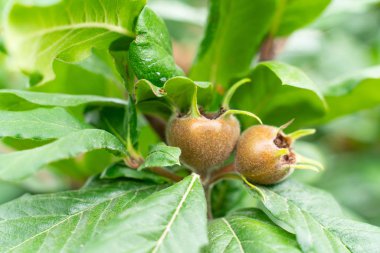 bahçe closeup bir dal üzerinde büyüyen meyve bitkileri medlar