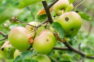 bahçe closeup bir Elma ağacının bir sprig taze yeşil Elma