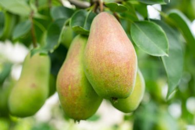 bahçe closeup bir meyve ağacının bir dalı üzerinde taze olgun armut