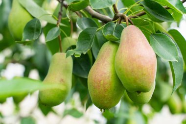 bahçe closeup bir meyve ağacının bir dalı üzerinde taze olgun armut