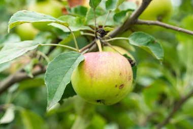 bahçe closeup bir Elma ağacının bir sprig taze yeşil Elma