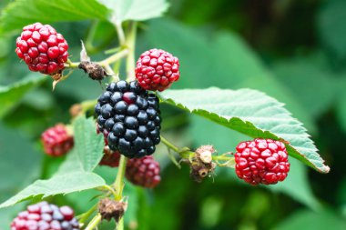 Bush ile seçici odak olgun ve olgunlaşmamış böğürtlen. B