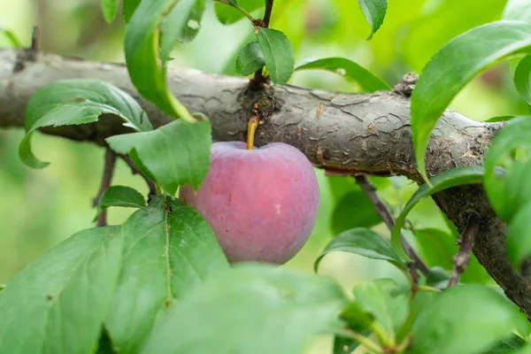 Fruto de ameixa cresce em um galho de árvore no jardim. agricultura e — Fotografia de Stock