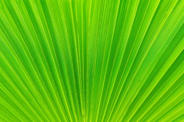 Yeşil palmiye yaprağının arkaplan dokusu çok güzel. Duvar kağıdı tasarımı için kalıp