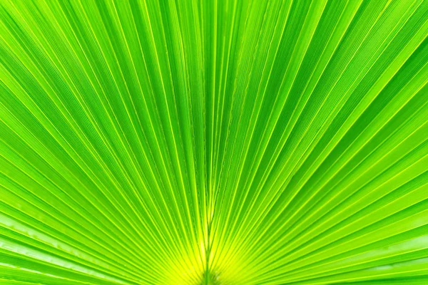 Красивая текстура фона листьев зеленой пальмы крупным планом. шаблон для дизайна обоев Лицензионные Стоковые Изображения