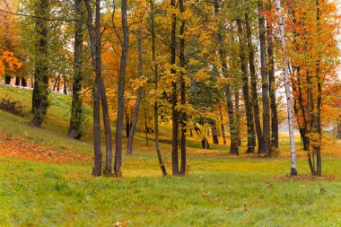 Sonbahar ormanlarının güzel manzarası ya da renkli yapraklarla kaplı ağaçlarla dolu Park