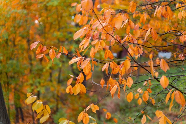 beautiful autumn background colorful leaves on tree branches