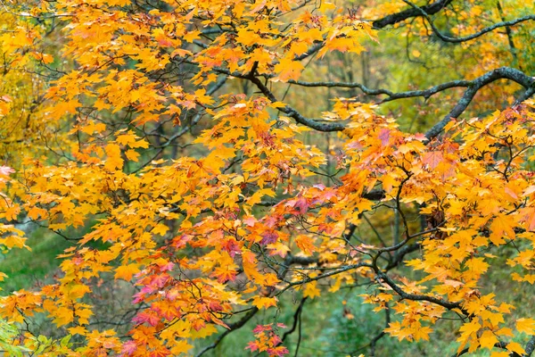 beautiful autumn background colorful leaves on tree branches