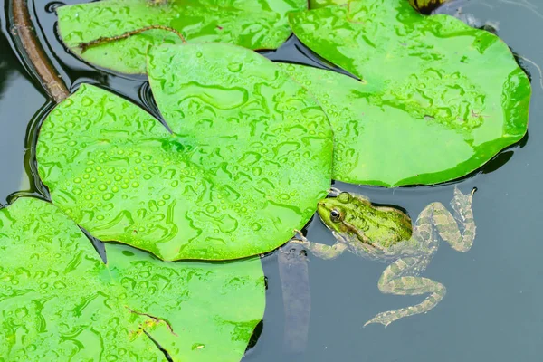 Frog in a pond among the Lily leaves close up. wildlife animals — Stock Photo, Image