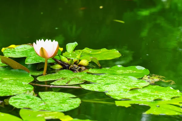 Beautiful landscape of pink Lily flower in pond. the beauty of the wild nature — Stock Photo, Image