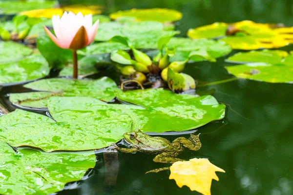 Rã em uma lagoa entre as folhas de Lily perto. animais selvagens — Fotografia de Stock
