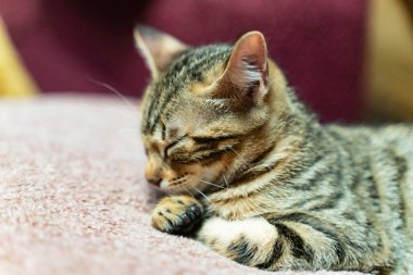 Küçük bir kedi yavrusunun portresi çizgili koyu renk. Arkaplanı bulanık.