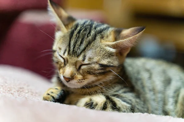 Retrato de un pequeño gatito rayado color oscuro de cerca con un fondo borroso — Foto de Stock
